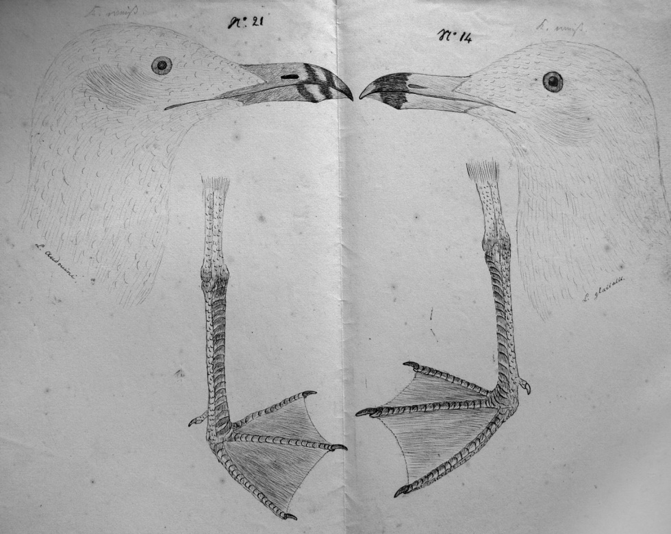Korallenmöwe - Larus audouinii und Eismöwe - Larus hyperboreus (Naturhistorisches Museum Mainz / Landessammlung für Naturkunde Rheinland-Pfalz CC BY-NC-SA)