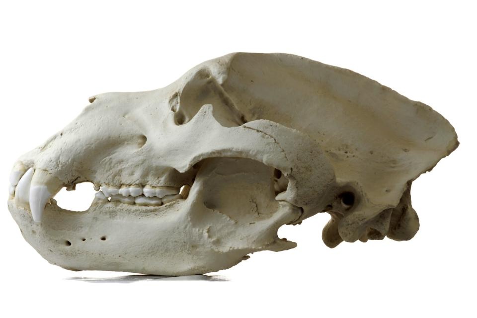 Grizzlybär - Ursus arctos horribilis (Schädelabguss) (Naturhistorisches Museum Mainz / Landessammlung für Naturkunde Rheinland-Pfalz CC BY-NC-SA)