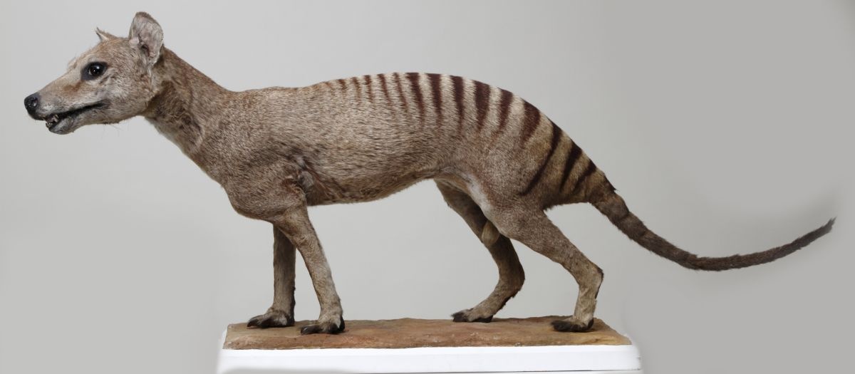 Beutelwolf - Thylacinus cynocephalus (Naturhistorisches Museum Mainz / Landessammlung für Naturkunde Rheinland-Pfalz CC BY-NC-SA)