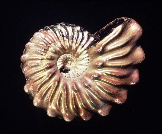 Otohoplites bulliensis (Gerhard Lichter, Biberach a.d.Riß CC BY-NC-SA)