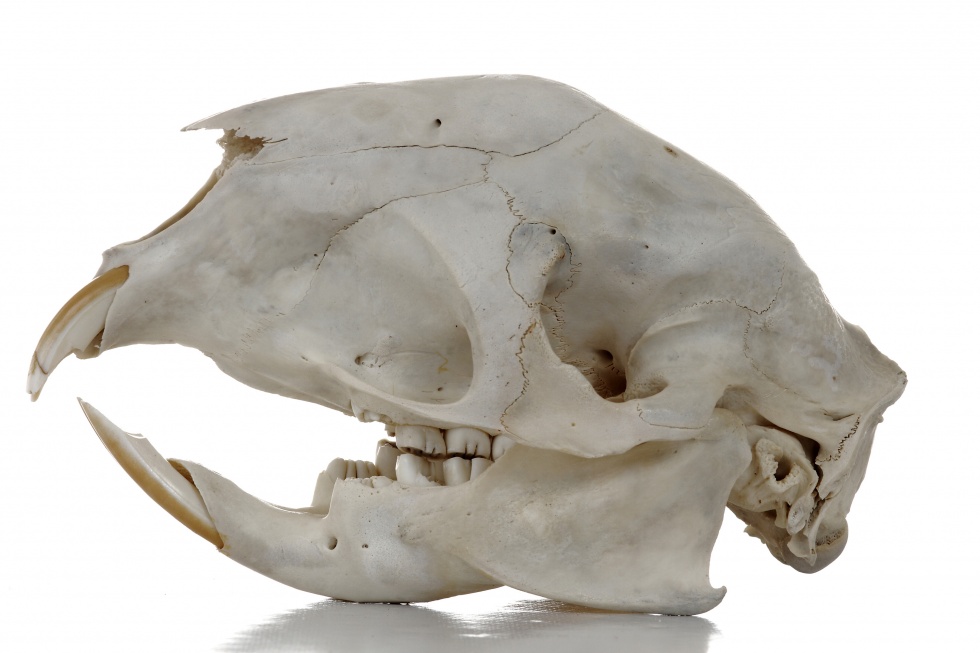 Südafrikanisches Stachelschwein - Hystrix africaeaustralis (Schädel) (Naturhistorisches Museum Mainz / Landessammlung für Naturkunde Rheinland-Pfalz CC BY-NC-SA)