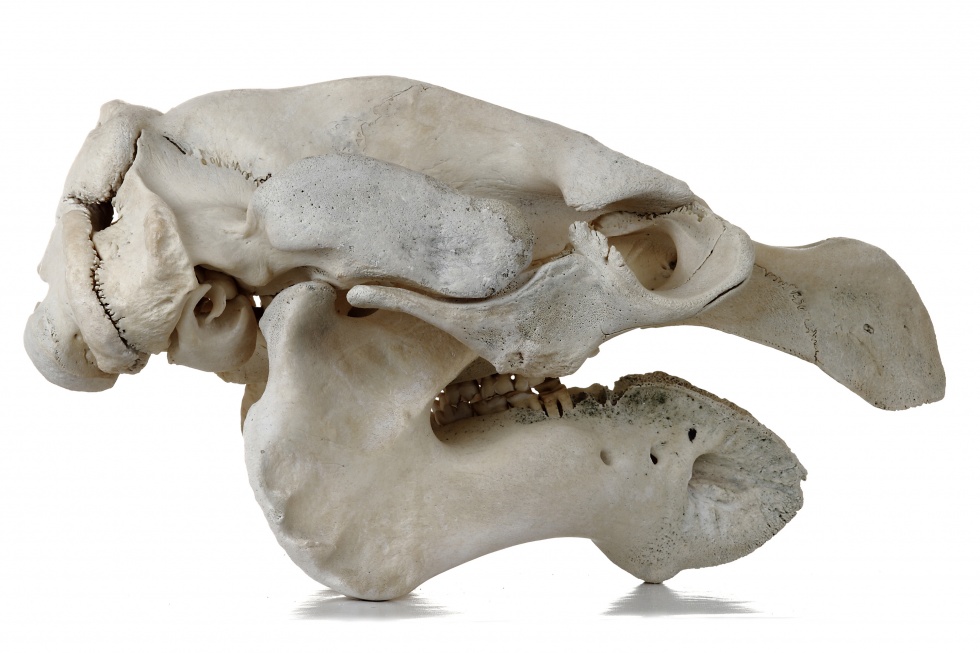 Nagel-Manati - Trichechus manatus (Schädel) (Naturhistorisches Museum Mainz / Landessammlung für Naturkunde Rheinland-Pfalz CC BY-NC-SA)