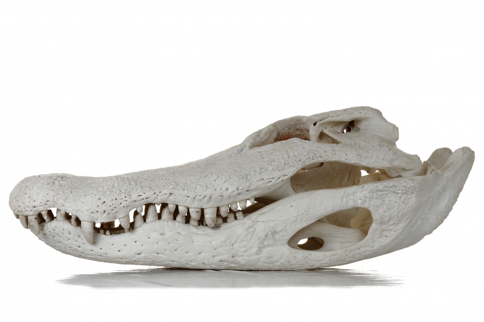 Leistenkrokodil - Crocodylus porosus (Schädel) (Naturhistorisches Museum Mainz / Landessammlung für Naturkunde Rheinland-Pfalz CC BY-NC-SA)