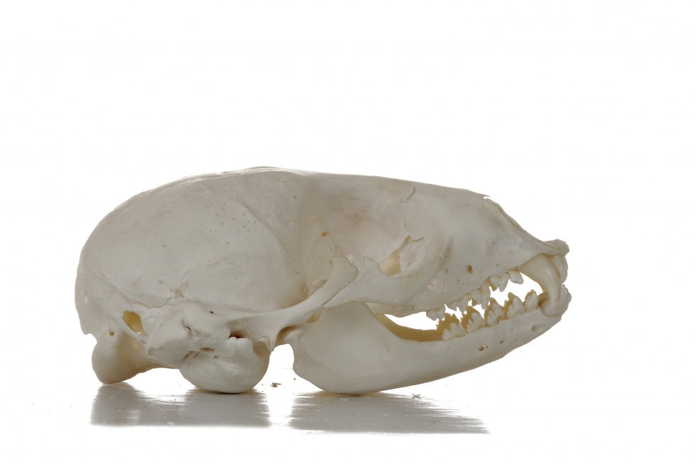 Seehund - Phoca vitulina (Schädel) (Naturhistorisches Museum Mainz / Landessammlung für Naturkunde Rheinland-Pfalz CC BY-NC-SA)