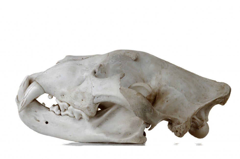 Löwe - Panthera leo (Schädel) (Naturhistorisches Museum Mainz / Landessammlung für Naturkunde Rheinland-Pfalz CC BY-NC-SA)