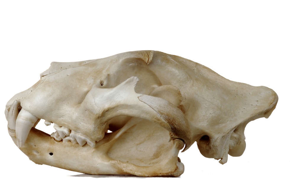 Massai-Löwe - Panthera leo massaicus (Schädel) (Naturhistorisches Museum Mainz / Landessammlung für Naturkunde Rheinland-Pfalz CC BY-NC-SA)
