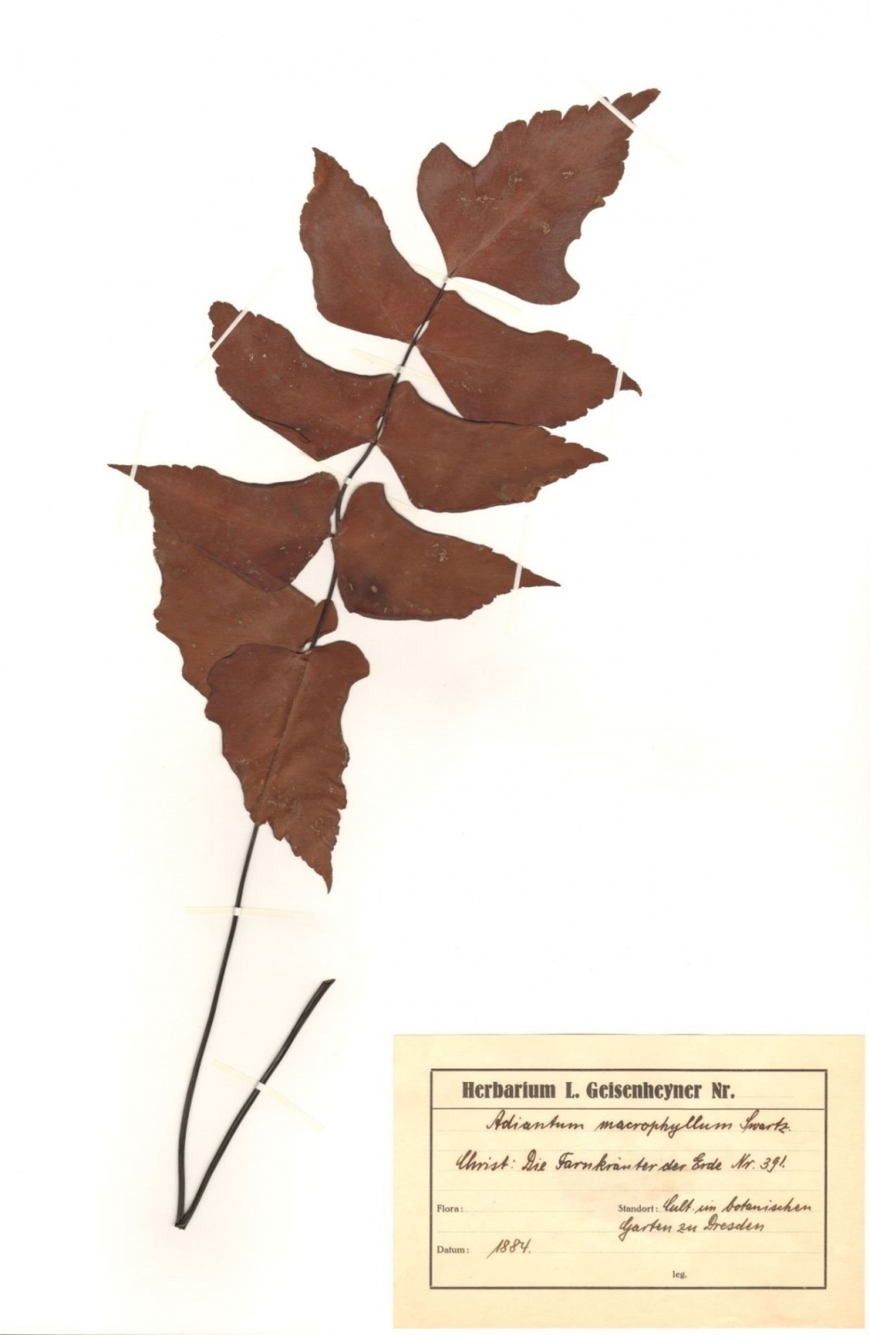 Adiantum macrophyllum Sw. (Naturhistorisches Museum Mainz / Landessammlung für Naturkunde Rheinland-Pfalz CC BY-NC-SA)