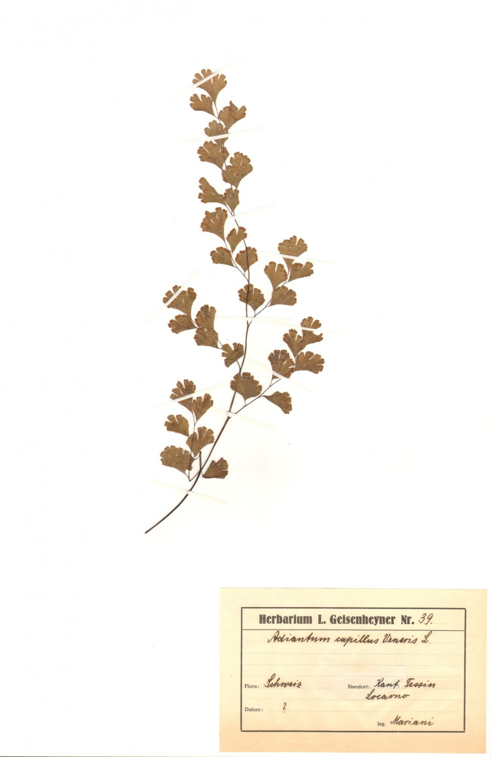 Frauenhaarfarn - Adiantum capillus-veneris L. (Naturhistorisches Museum Mainz / Landessammlung für Naturkunde Rheinland-Pfalz CC BY-NC-SA)