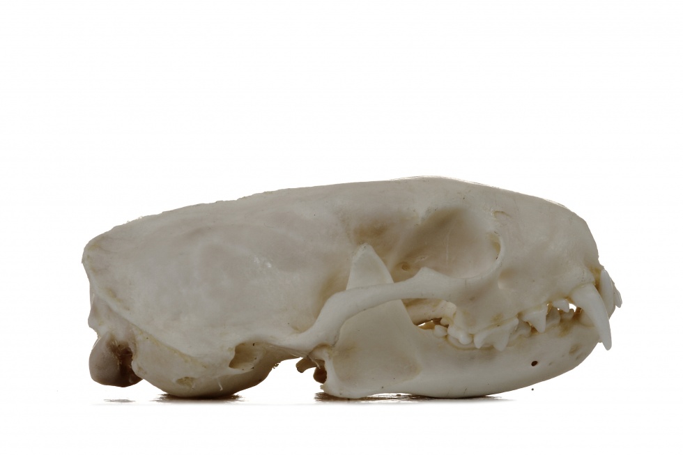 Europäischer Iltis oder Waldiltis - Mustela putorius (Schädel) (Naturhistorisches Museum Mainz / Landessammlung für Naturkunde Rheinland-Pfalz CC BY-NC-SA)