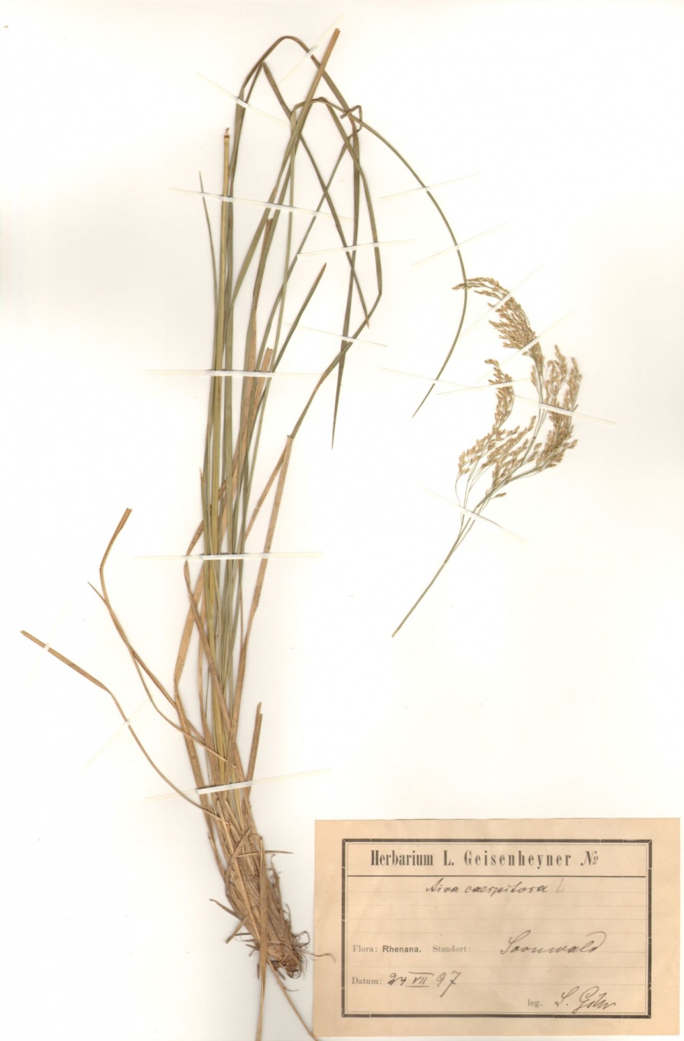 Rasen-Schmiele - Deschampsia cespitosa (L.) Beauv. (Naturhistorisches Museum Mainz / Landessammlung für Naturkunde Rheinland-Pfalz CC BY-NC-SA)
