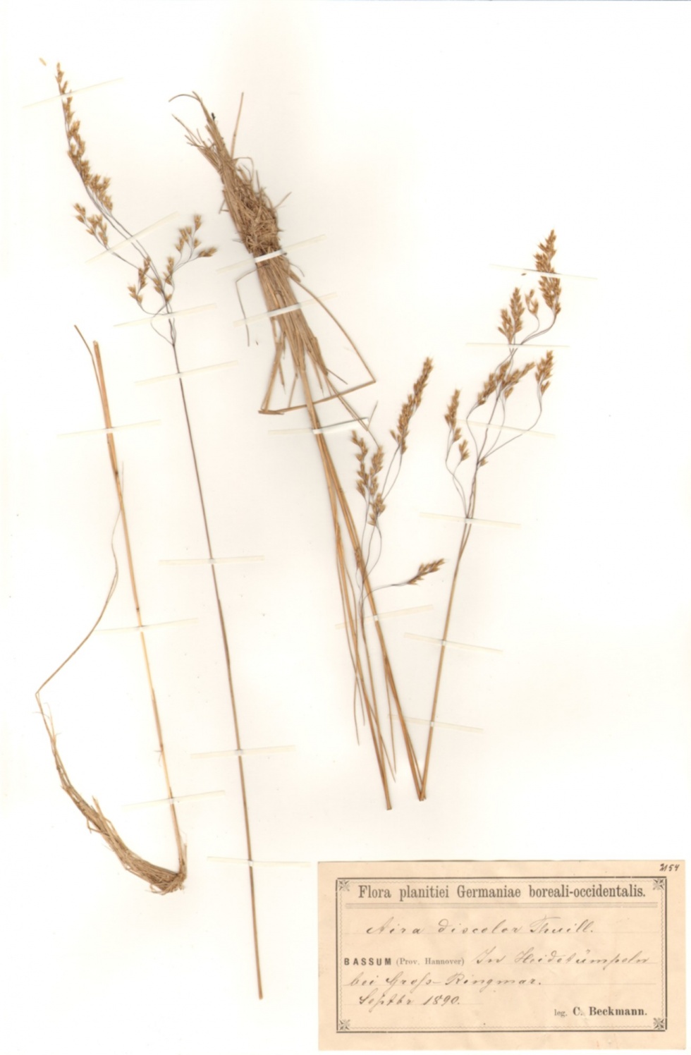 Borsten-Schmiele - Deschampsia setacea (Huds.) Hack. (Naturhistorisches Museum Mainz / Landessammlung für Naturkunde Rheinland-Pfalz CC BY-NC-SA)