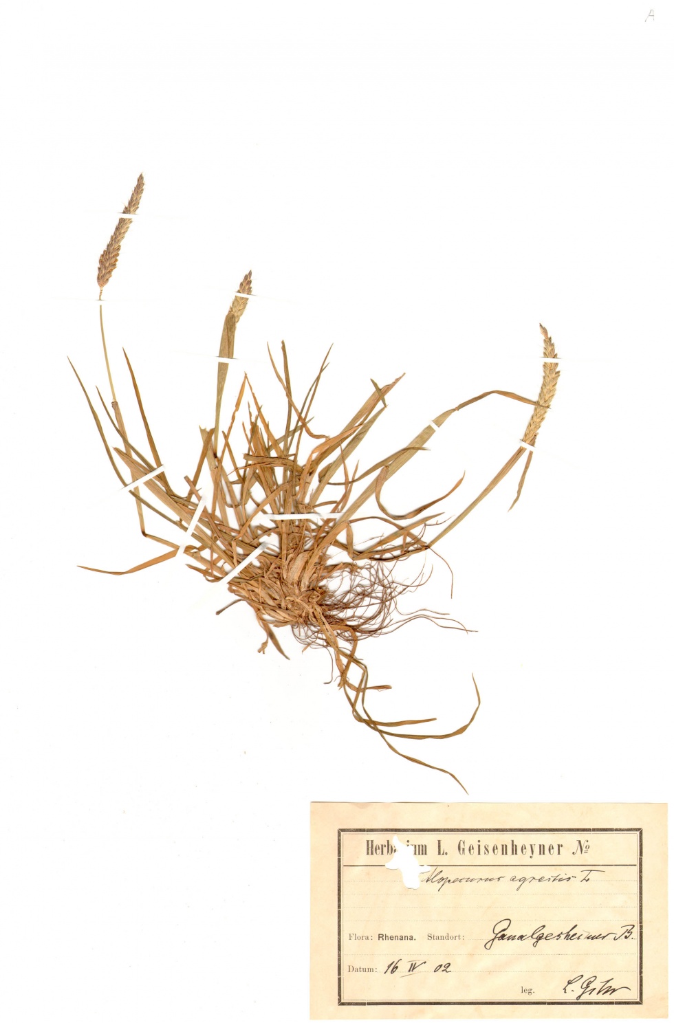Acker-Fuchsschwanzgras - Alopecurus myosuroides Huds. (Naturhistorisches Museum Mainz / Landessammlung für Naturkunde Rheinland-Pfalz CC BY-NC-SA)
