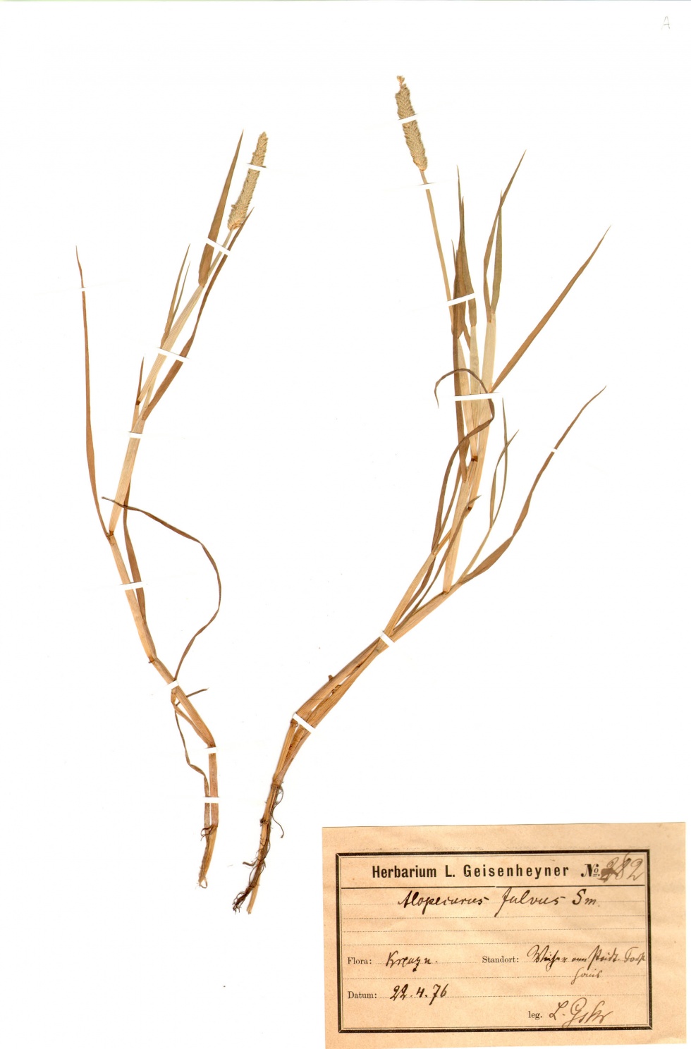 Rotgelbes Fuchsschwanzgras - Alopecurus aequalis Sobol. (Naturhistorisches Museum Mainz / Landessammlung für Naturkunde Rheinland-Pfalz CC BY-NC-SA)
