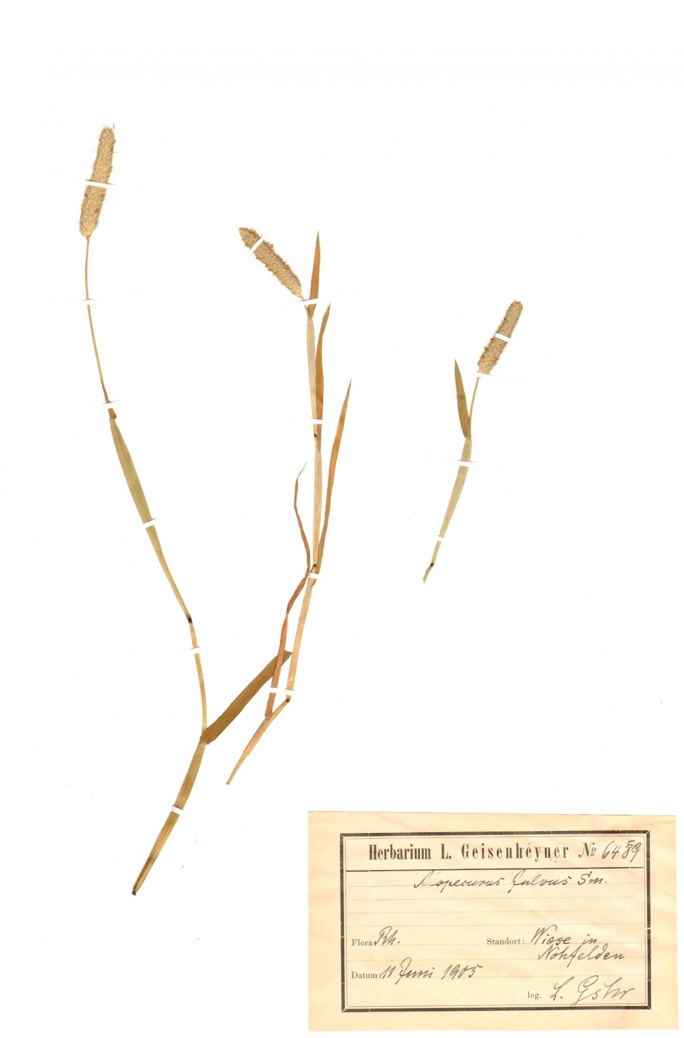 Rotgelbes Fuchsschwanzgras - Alopecurus aequalis Sobol. (Naturhistorisches Museum Mainz / Landessammlung für Naturkunde Rheinland-Pfalz CC BY-NC-SA)