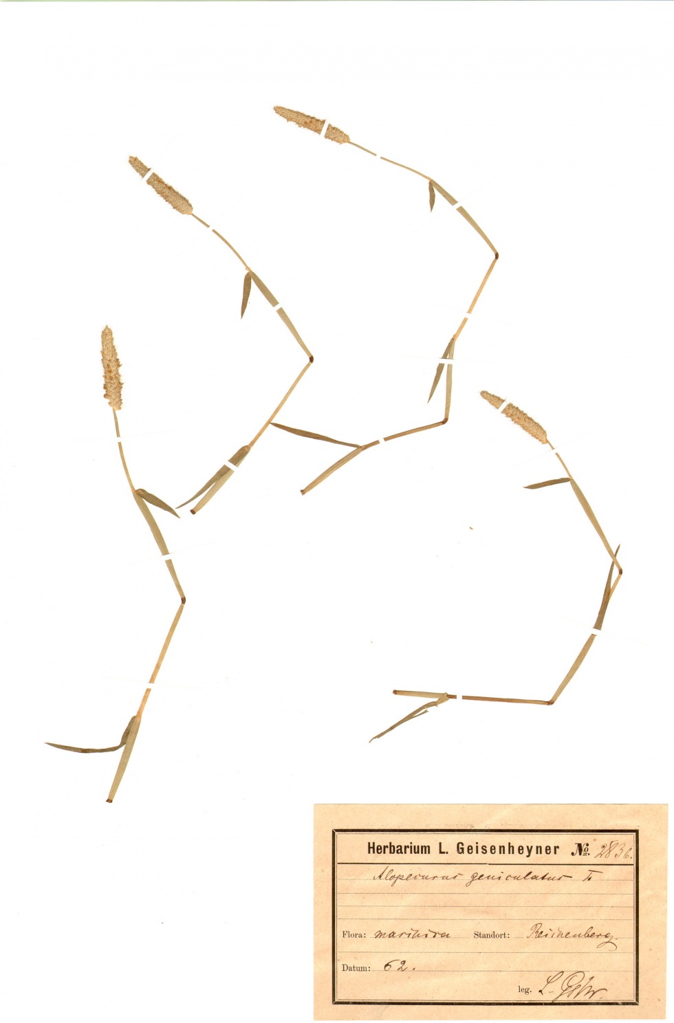 Knick-Fuchsschwanzgras - Alopecurus geniculatus L. (Naturhistorisches Museum Mainz / Landessammlung für Naturkunde Rheinland-Pfalz CC BY-NC-SA)
