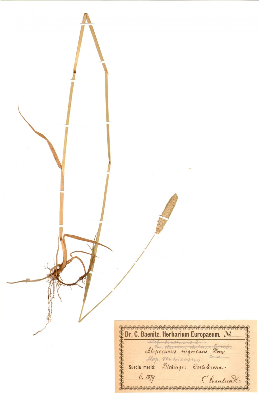 Rohr-Fuchsschwanzgras - Alopecurus arundinaceus Poir. (Naturhistorisches Museum Mainz / Landessammlung für Naturkunde Rheinland-Pfalz CC BY-NC-SA)
