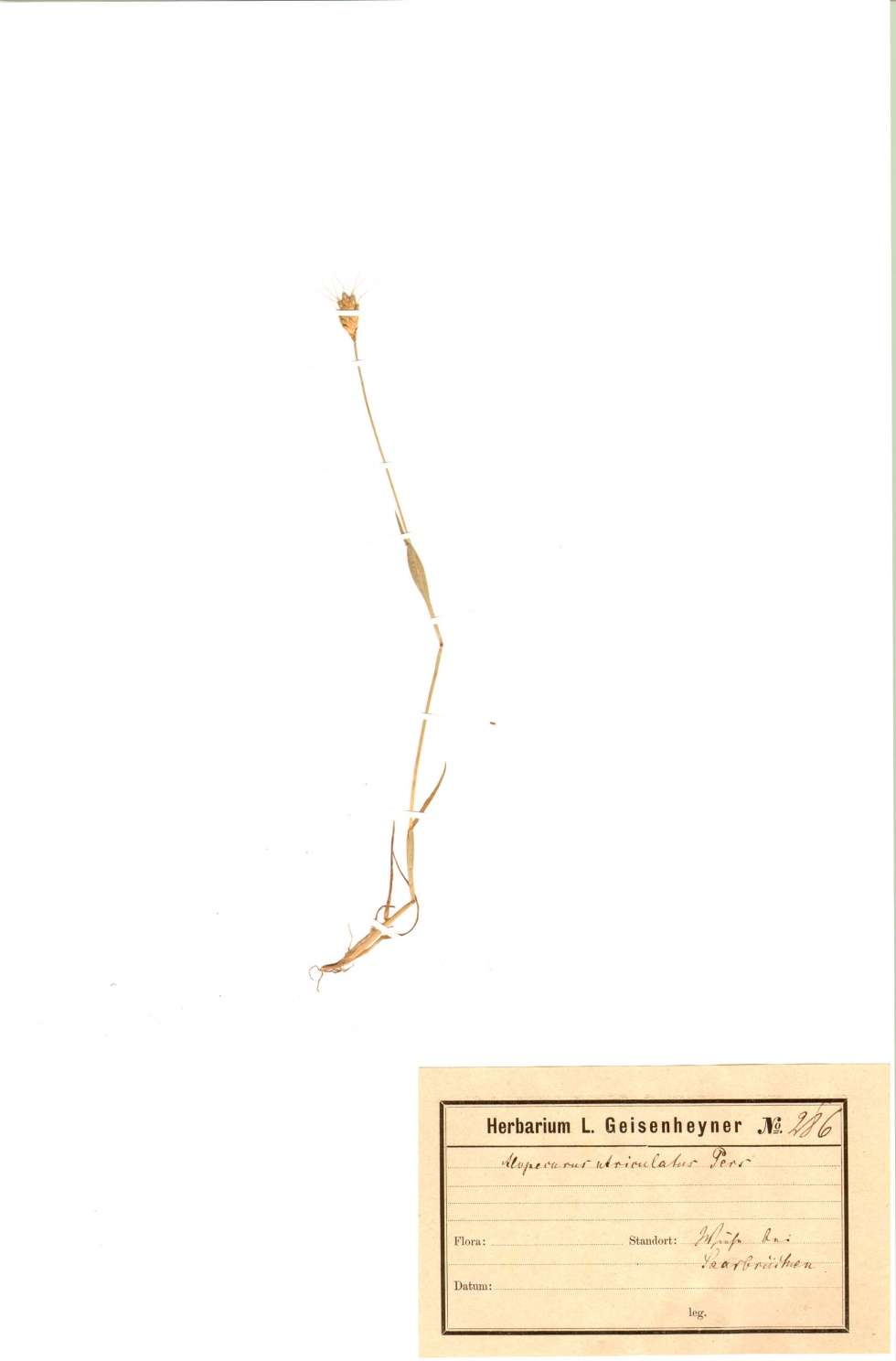 Aufgeblasenes Fuchsschwanzgras - Alopecurus rendlei Eig (Naturhistorisches Museum Mainz / Landessammlung für Naturkunde Rheinland-Pfalz CC BY-NC-SA)