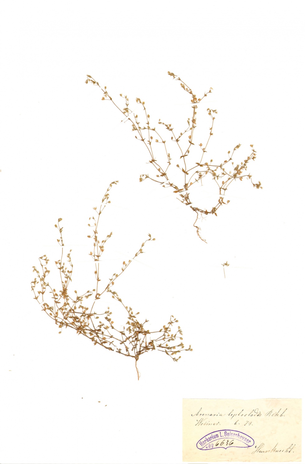 Dünnstängeliges Sandkraut - Arenaria leptoclados (Rchb.) Guss. (Naturhistorisches Museum Mainz / Landessammlung für Naturkunde Rheinland-Pfalz CC BY-NC-SA)