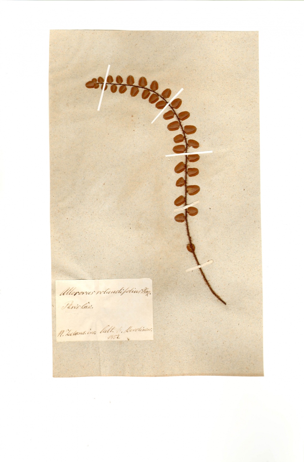 Pellefarn - Pellaea rotundifolia Hook. (Naturhistorisches Museum Mainz / Landessammlung für Naturkunde Rheinland-Pfalz CC BY-NC-SA)