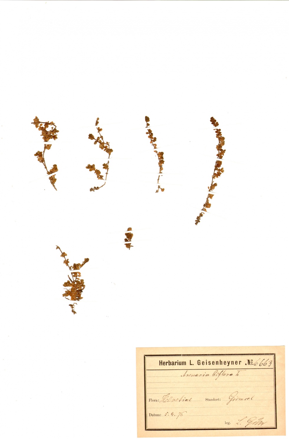 Zweiblütiges Sandkraut - Arenaria biflora L. (Naturhistorisches Museum Mainz / Landessammlung für Naturkunde Rheinland-Pfalz CC BY-NC-SA)