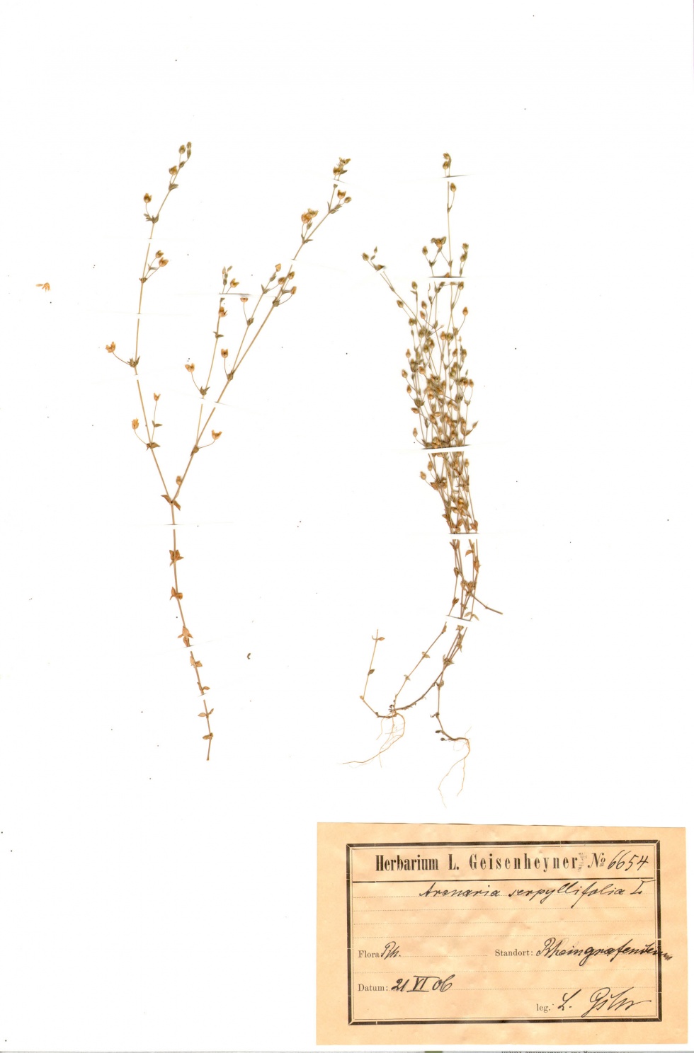 Thymianblättrigen Sandkrauts - Arenaria serpyllifolia L. (Naturhistorisches Museum Mainz / Landessammlung für Naturkunde Rheinland-Pfalz CC BY-NC-SA)
