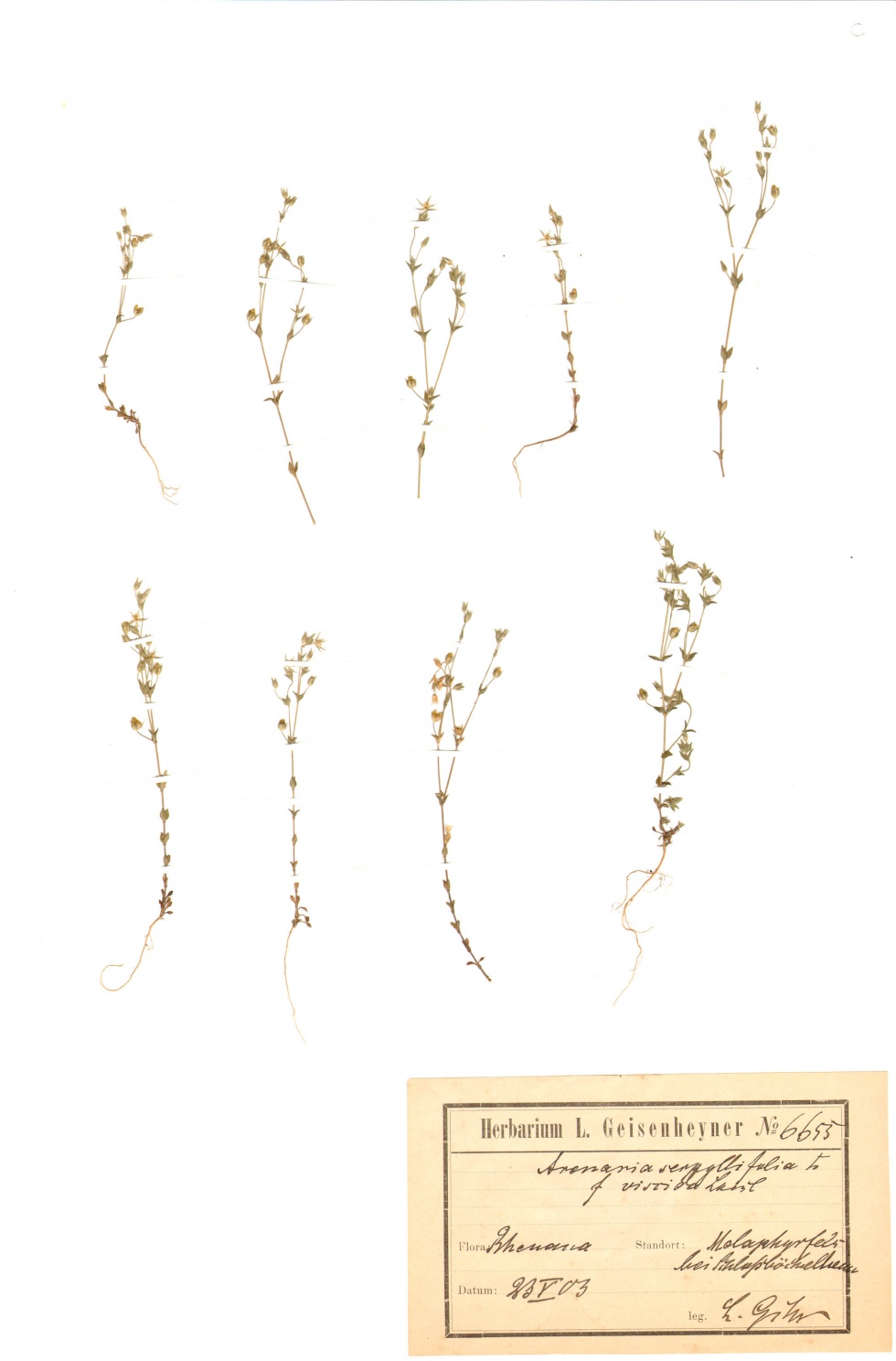 Thymianblättrigen Sandkrauts - Arenaria serpyllifolia L. (Naturhistorisches Museum Mainz / Landessammlung für Naturkunde Rheinland-Pfalz CC BY-NC-SA)