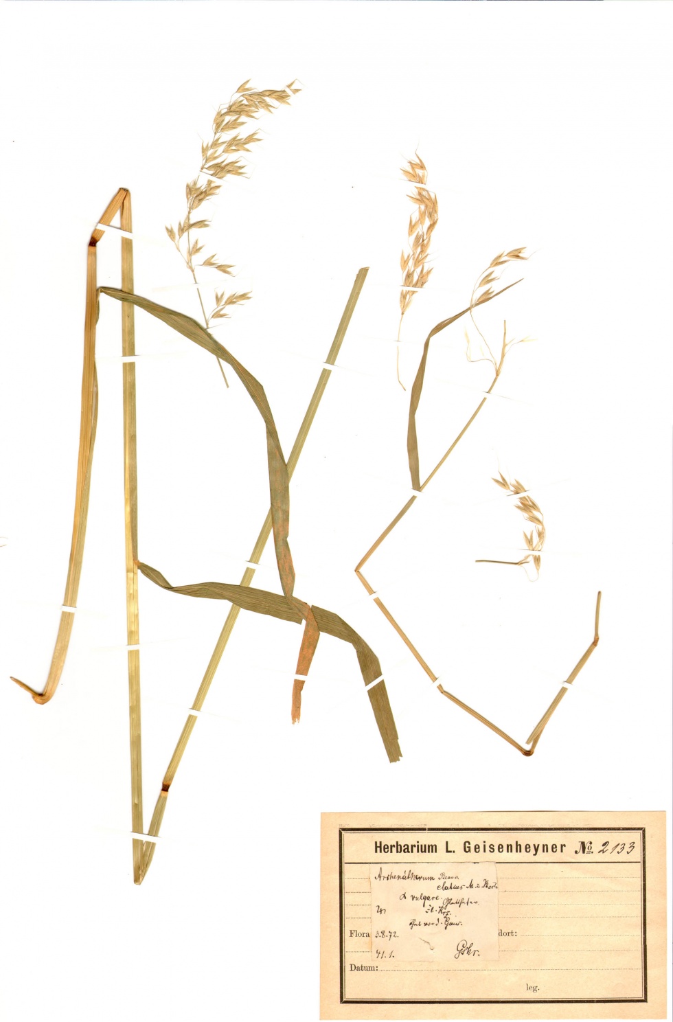 Gewöhnlicher Glatthafer - Arrhenatherum elatius (L.) P. Beauv. ex J. Presl & C. Presl (Naturhistorisches Museum Mainz / Landessammlung für Naturkunde Rheinland-Pfalz CC BY-NC-SA)
