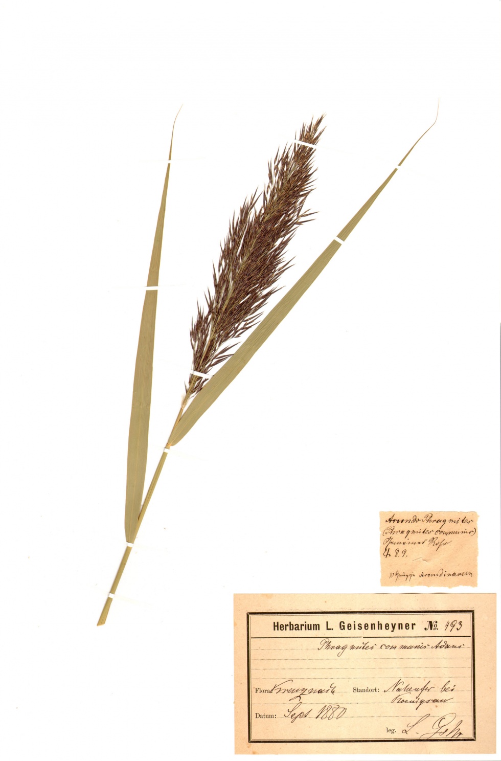 Gewöhnliches Schilf - Phragmites australis (Cav.) Trin. ex Steud. (Naturhistorisches Museum Mainz / Landessammlung für Naturkunde Rheinland-Pfalz CC BY-NC-SA)