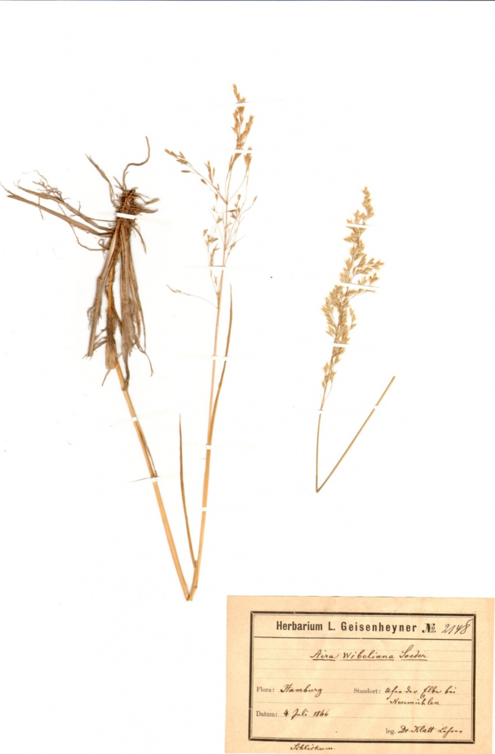 Elb-Rasen-Schmiele - Deschampsia wibeliana (Sond.) Parl. (Naturhistorisches Museum Mainz / Landessammlung für Naturkunde Rheinland-Pfalz CC BY-NC-SA)