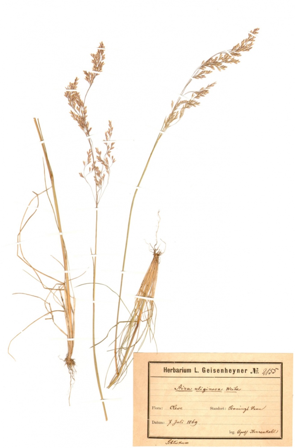 Borsten-Schmiele - Deschampsia setacea (Huds.) Hack. (Naturhistorisches Museum Mainz / Landessammlung für Naturkunde Rheinland-Pfalz CC BY-NC-SA)
