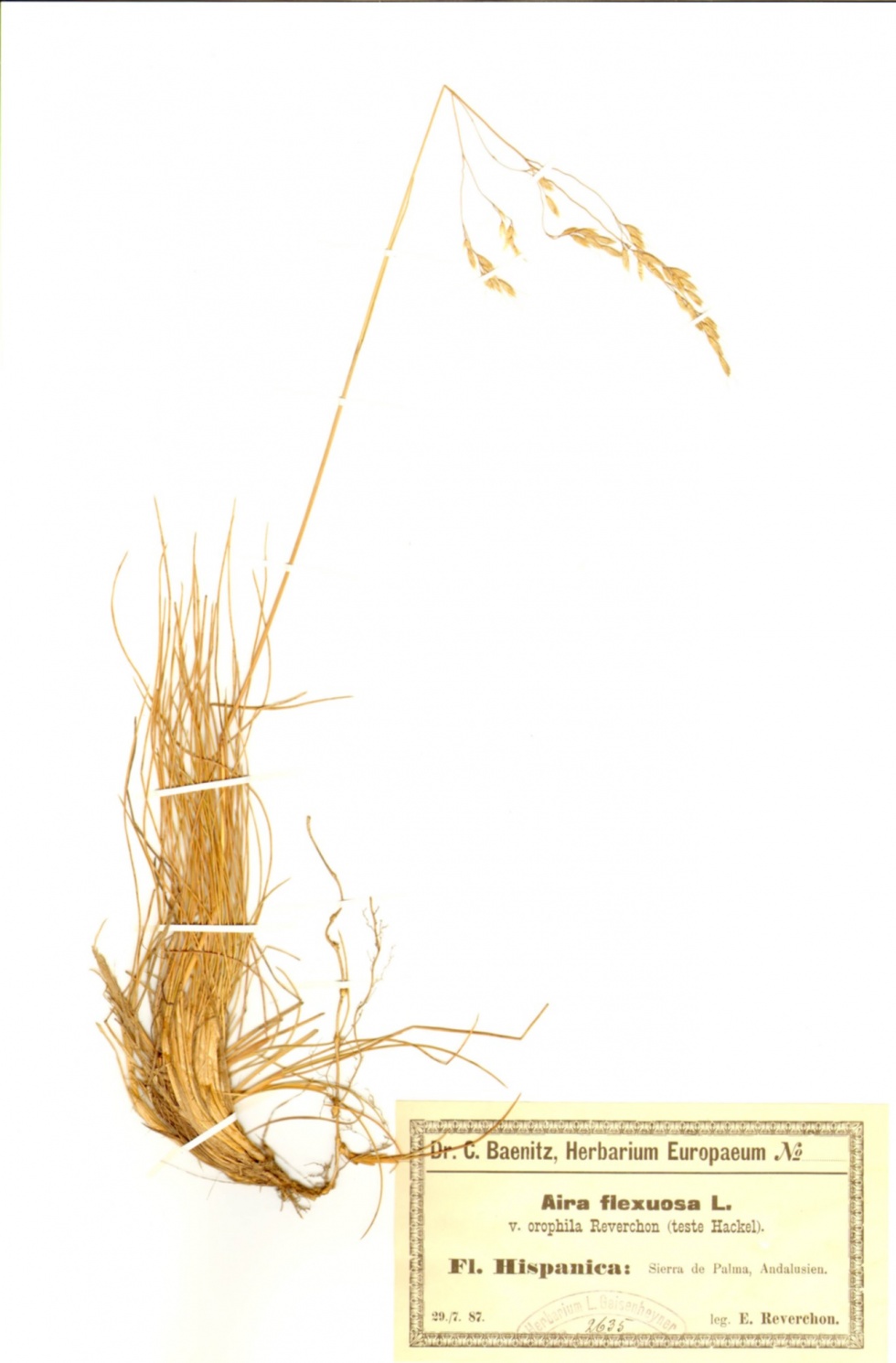 Draht-Schmiele - Deschampsia flexuosa (L.) Trin. (Naturhistorisches Museum Mainz / Landessammlung für Naturkunde Rheinland-Pfalz CC BY-NC-SA)