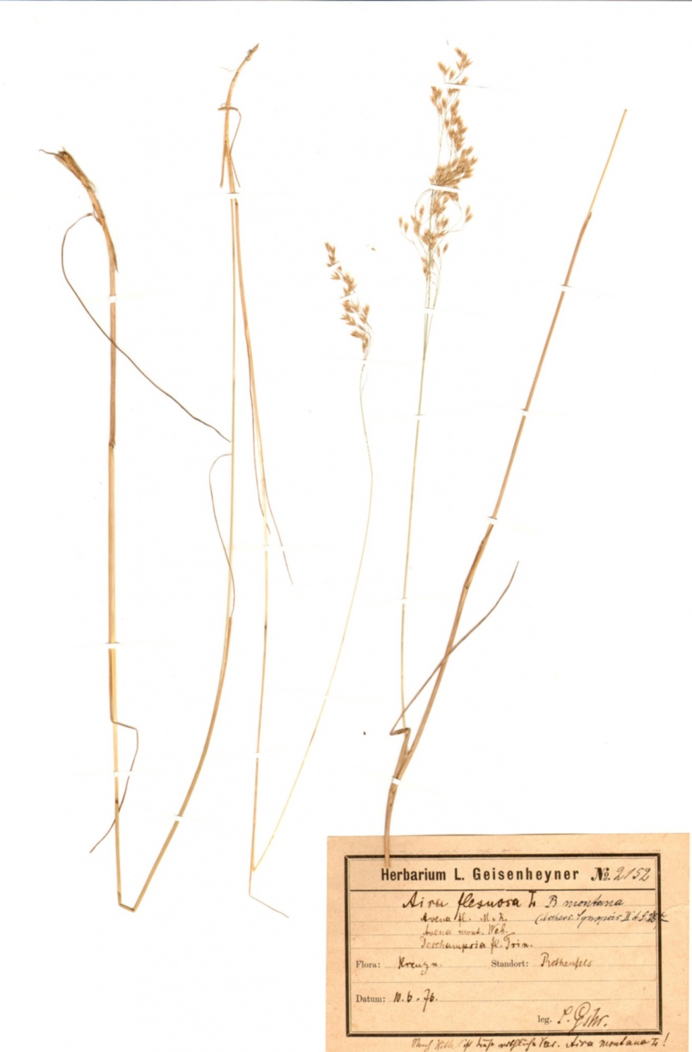 Draht-Schmiele - Deschampsia flexuosa (L.) Trin. (Naturhistorisches Museum Mainz / Landessammlung für Naturkunde Rheinland-Pfalz CC BY-NC-SA)