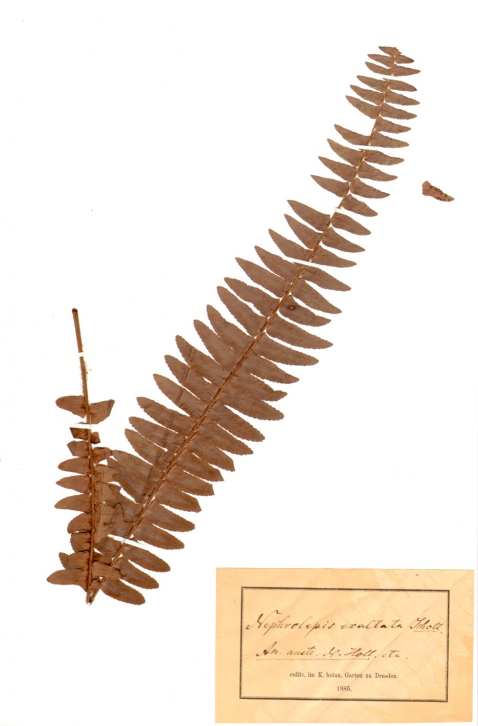 Nephrolepis exaltata (L.) Schott (Naturhistorisches Museum Mainz / Landessammlung für Naturkunde Rheinland-Pfalz CC BY-NC-SA)