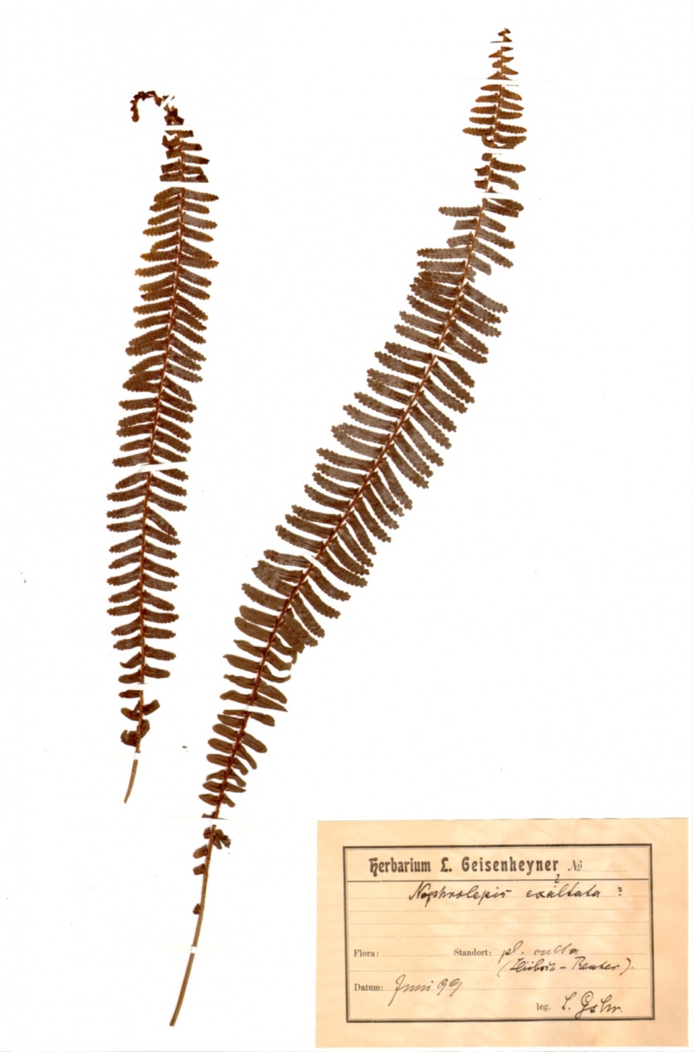 Nephrolepis exaltata (L.) Schott (Naturhistorisches Museum Mainz / Landessammlung für Naturkunde Rheinland-Pfalz CC BY-NC-SA)