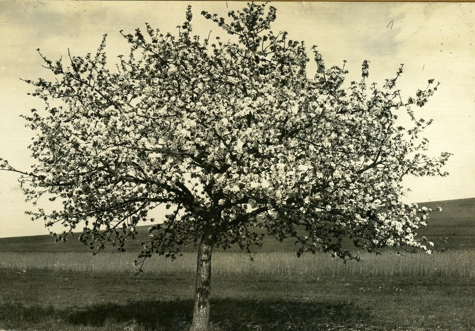 Apfelbaum (Historisches Museum der Pfalz, Speyer CC BY)