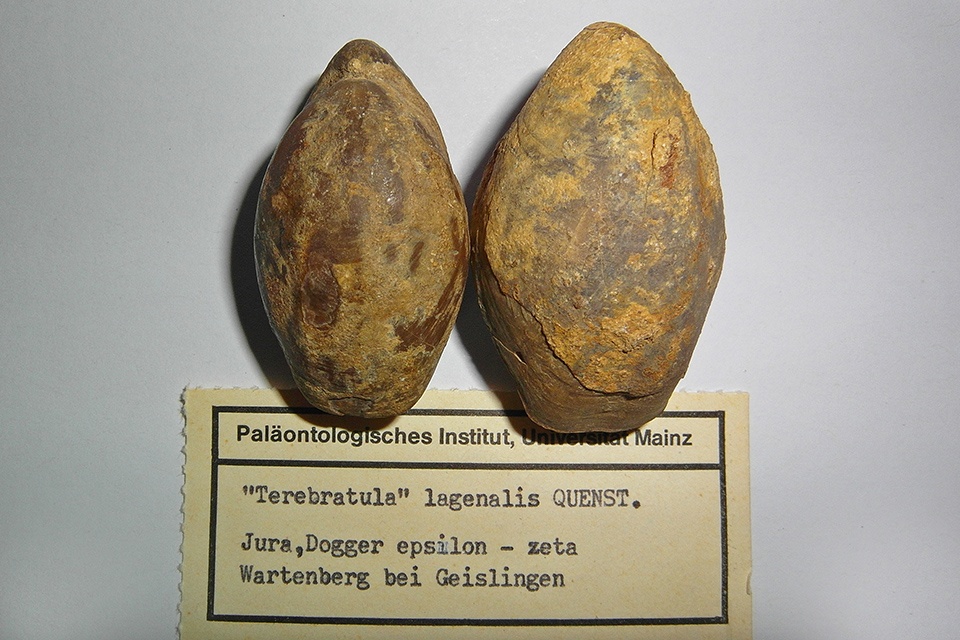 Terebratula lagenalis von Schlotheim 1820 (Sammlungen der Universität Mainz CC BY-NC-SA)