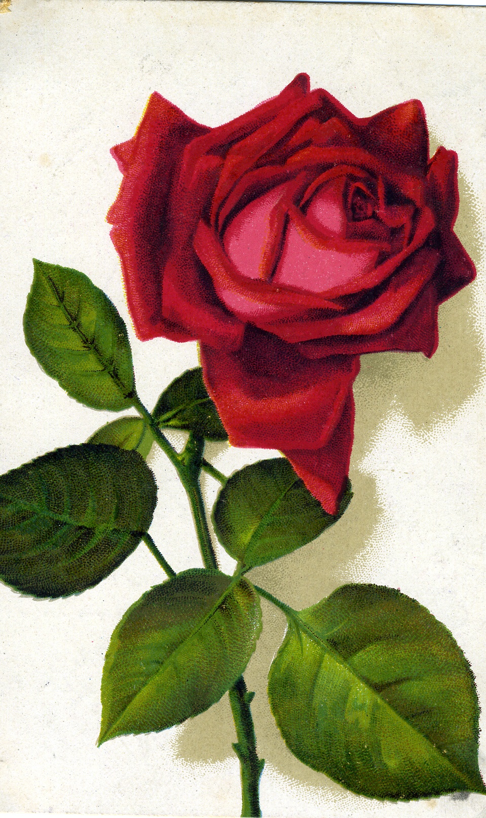 Feldpostkarte "Rose" (Historisches Museum der Pfalz, Speyer CC BY)