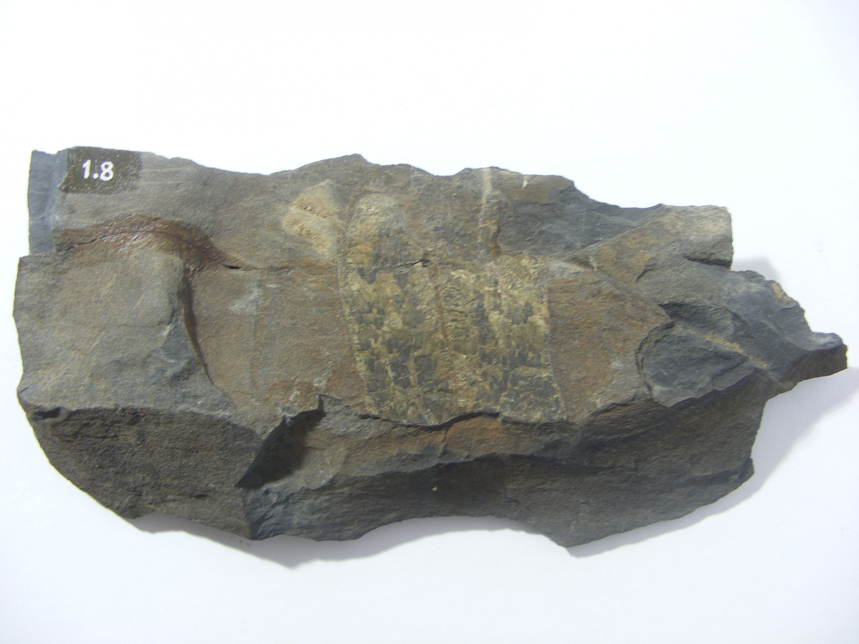 Fossilie (Rheinisches Eisenkunstguss-Museum CC BY-NC-SA)