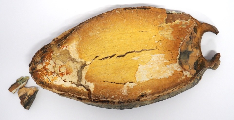 Fragment eines Mammutzahns (Erkenbert-Museum Frankenthal CC BY-NC-SA)