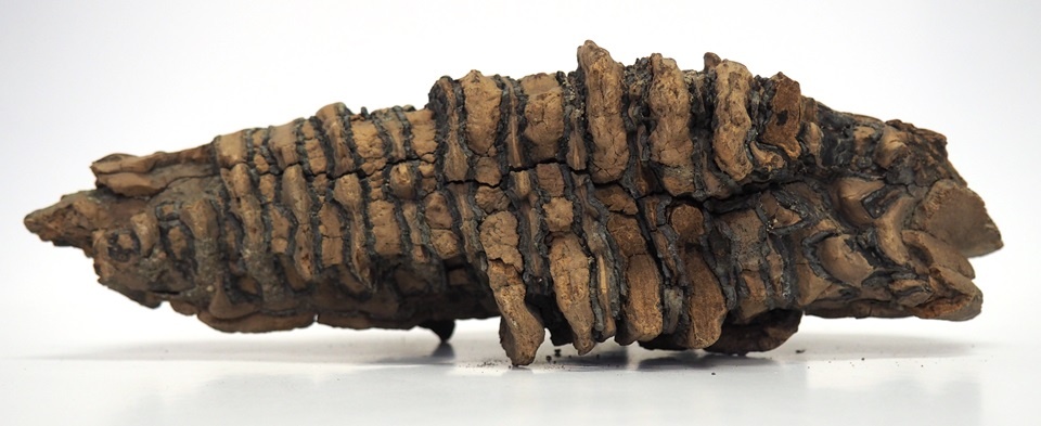 Mammutzahn mit Wurzeln (Erkenbert-Museum Frankenthal CC BY-NC-SA)