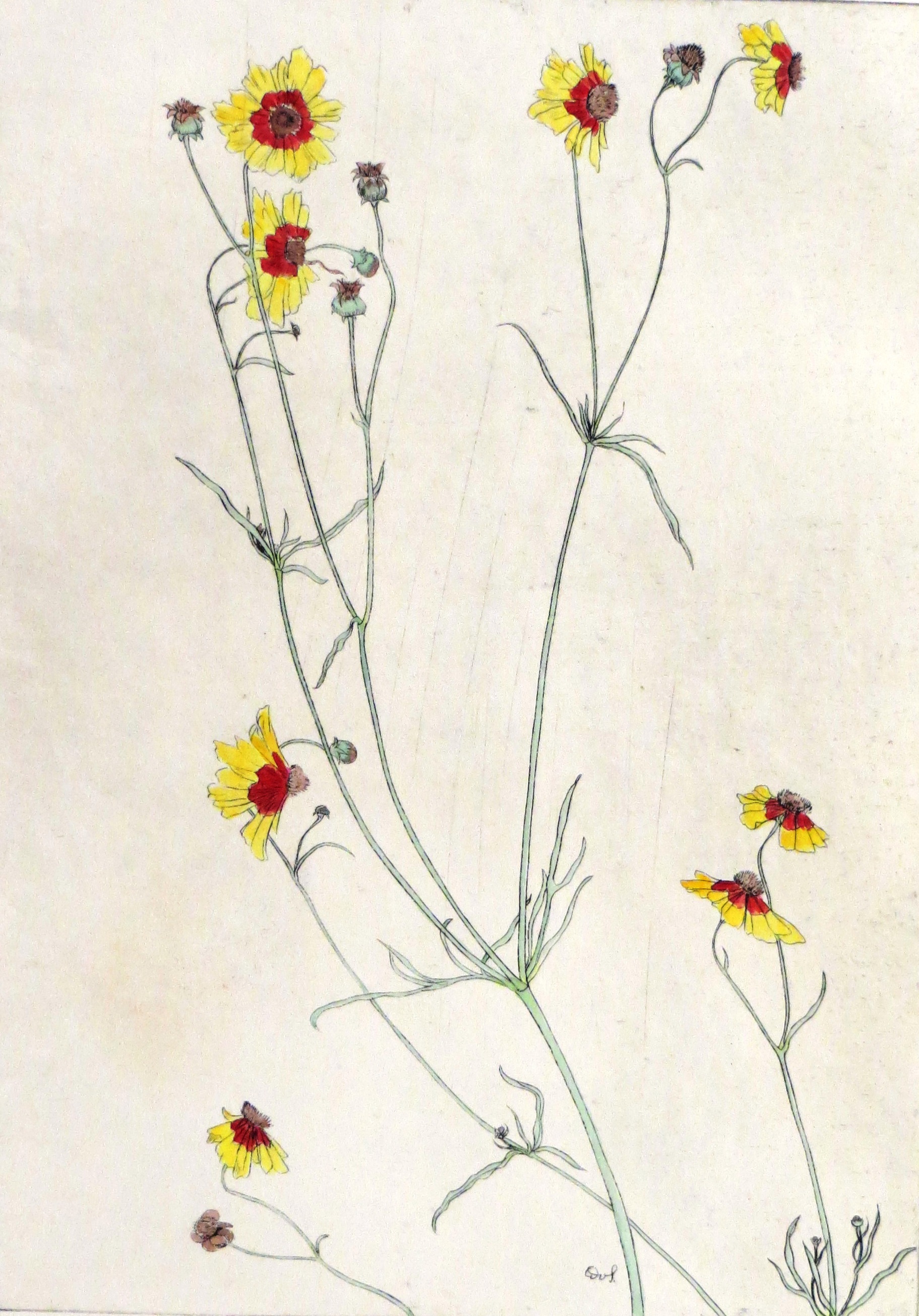 Mädchenauge – Callopsis bicolor (Dr. Berthold Roland CC BY-NC-SA)