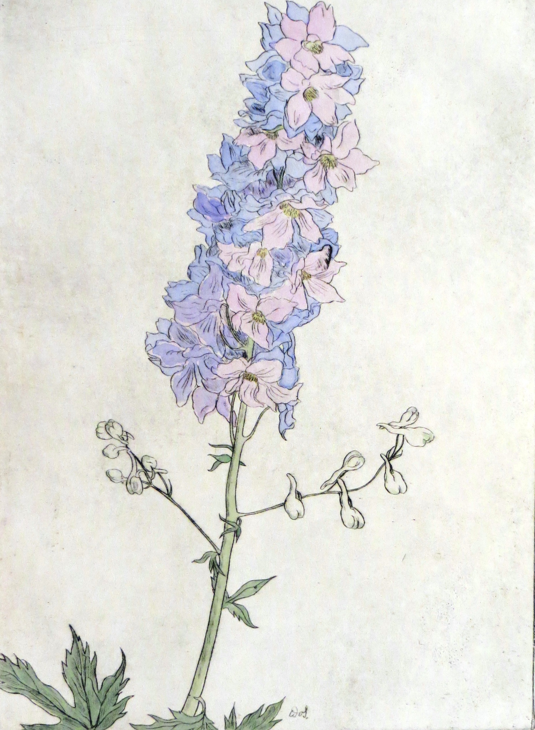Rittersporn – Delphinium (Dr. Berthold Roland CC BY-NC-SA)