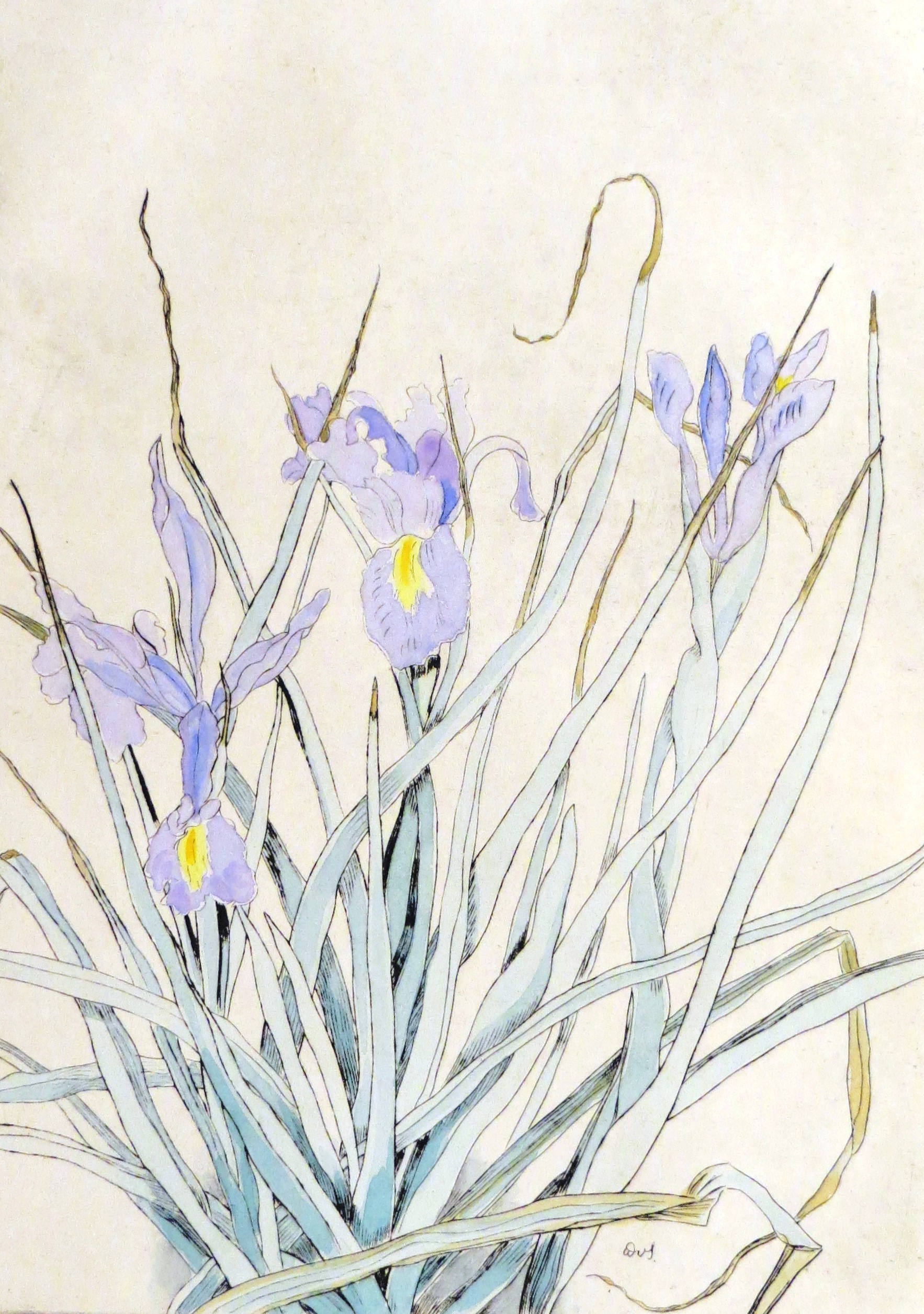 Hellblaue Schwertlilie – Iris mopsus (Dr. Berthold Roland CC BY-NC-SA)