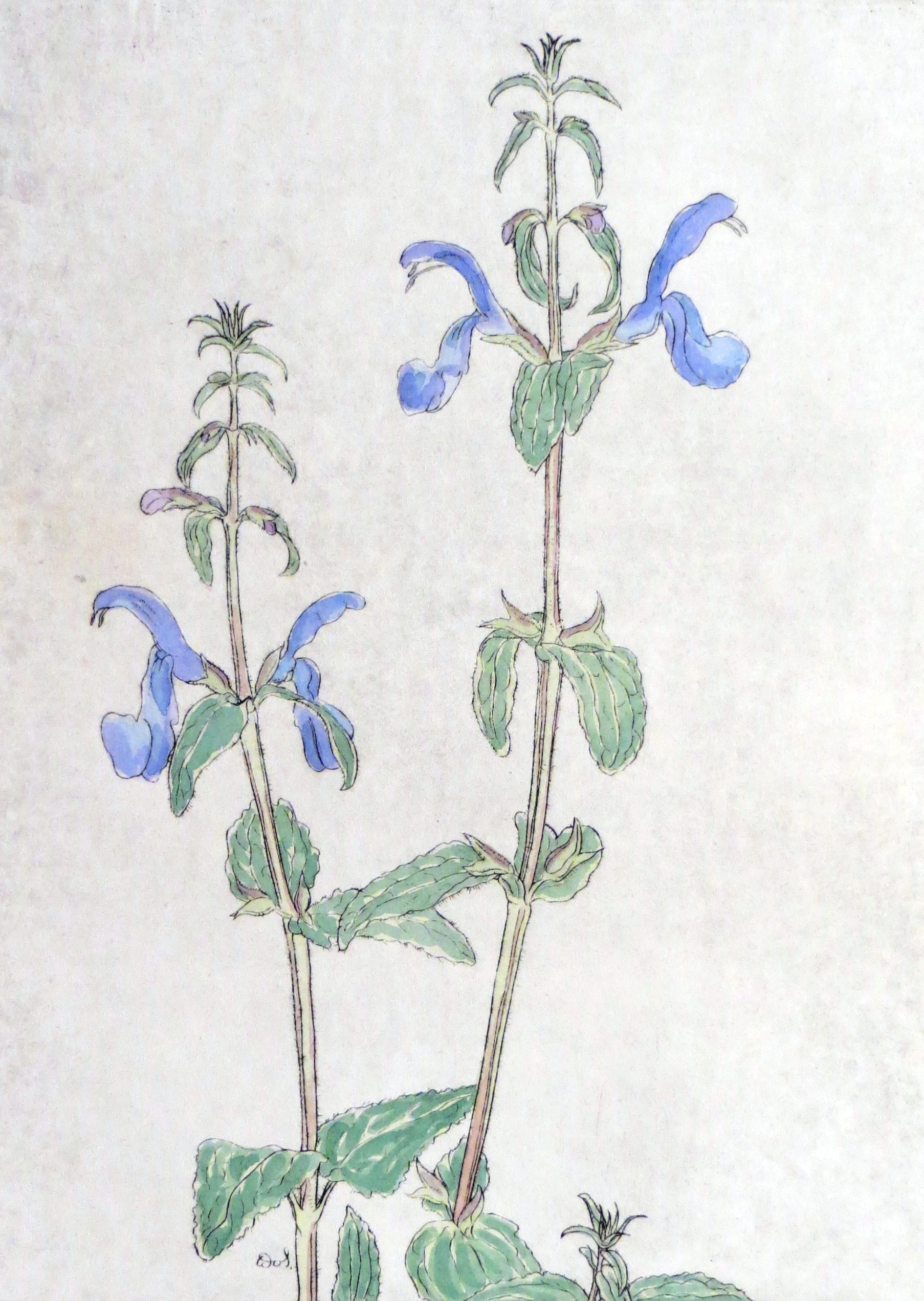 Blauer Wiesensalbei – Salvia pratensis (Dr. Berthold Roland CC BY-NC-SA)