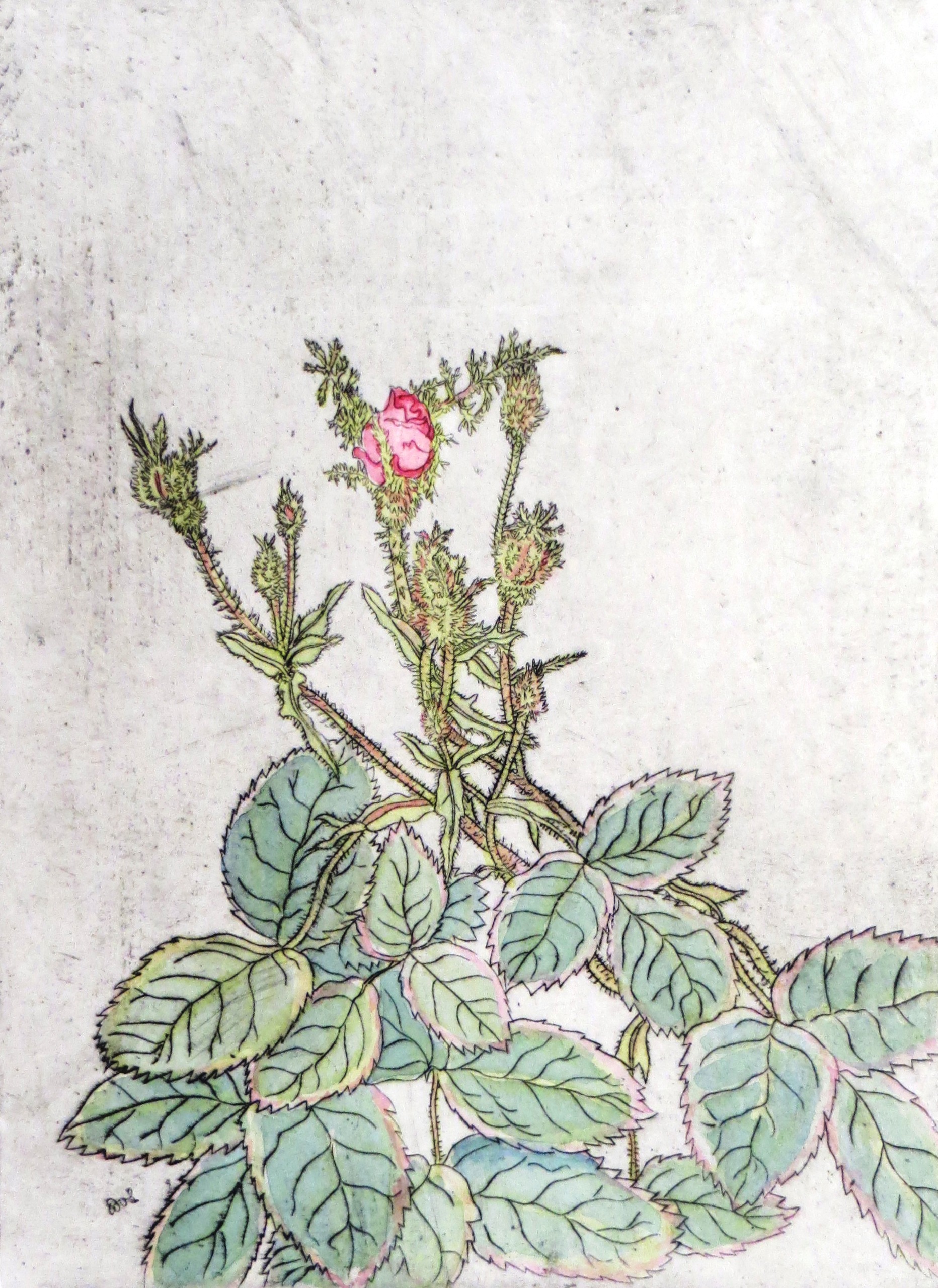Rose – Rosa muscosa (Dr. Berthold Roland CC BY-NC-SA)
