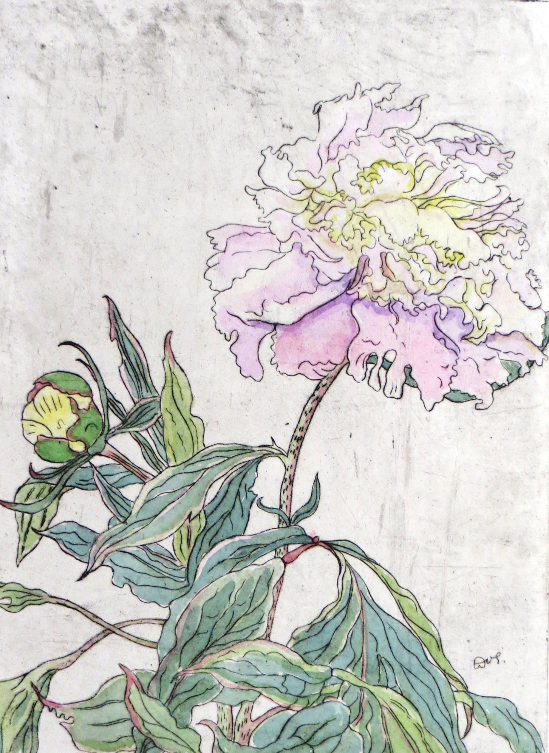 Chinesische Paeonie mit Knospe – Paeonia chimensis (Dr. Berthold Roland CC BY-NC-SA)
