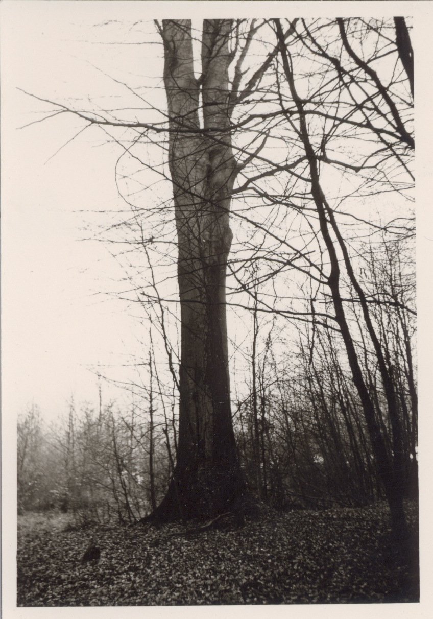 Bendorfer Stadtwald 1960er Jahre (REM CC BY-NC-SA)