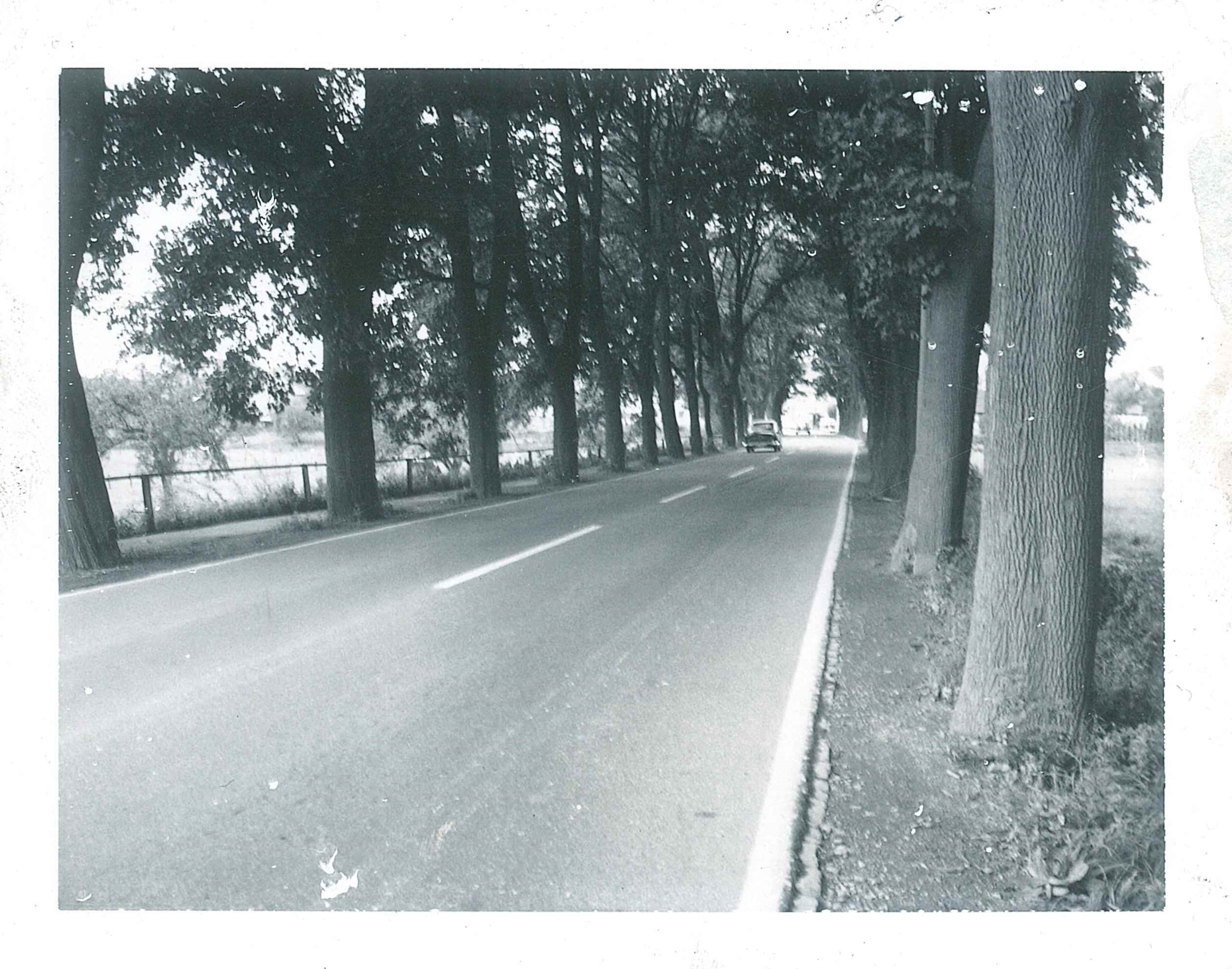 Allee zwischen Bendorf und Müöhofen, 1960er Jahre (REM CC BY-NC-SA)