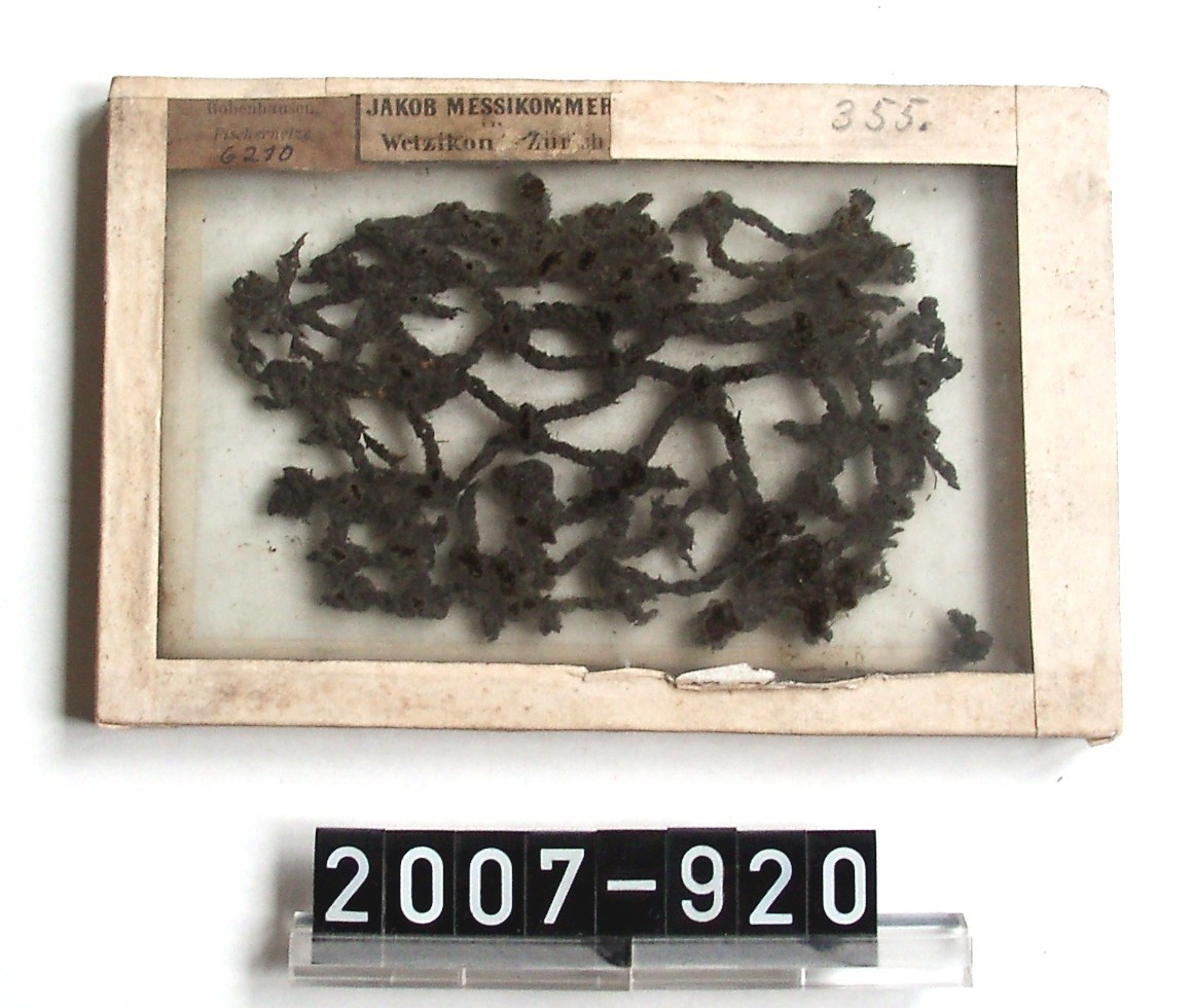 Fischernetz; Geflechte zwischen Glasscheiben; Pfahlbaufunde von Robenhausen (Schweiz); Jungsteinzeit (Stadtmuseum Bad Dürkheim, Museumsgesellschaft Bad Dürkheim e.V. CC BY-NC-SA)