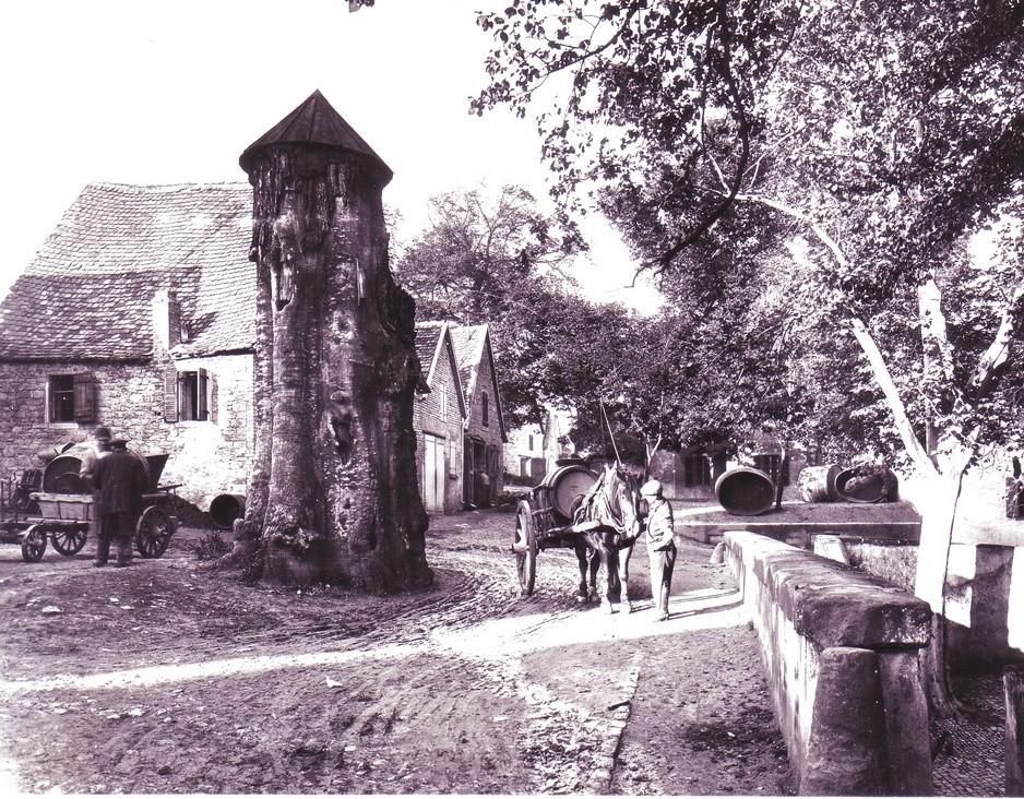 1931 Rüsterbaum im Kellerweg (Kulturverein Guntersblum CC BY-NC-SA)